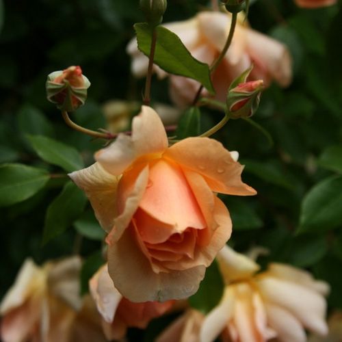 Rosa  Crépuscule - žlutá - Stromkové růže, květy kvetou ve skupinkách - stromková růže s keřovitým tvarem koruny